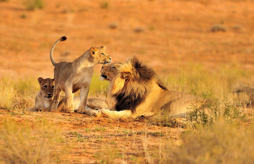 Ruaha National Park 