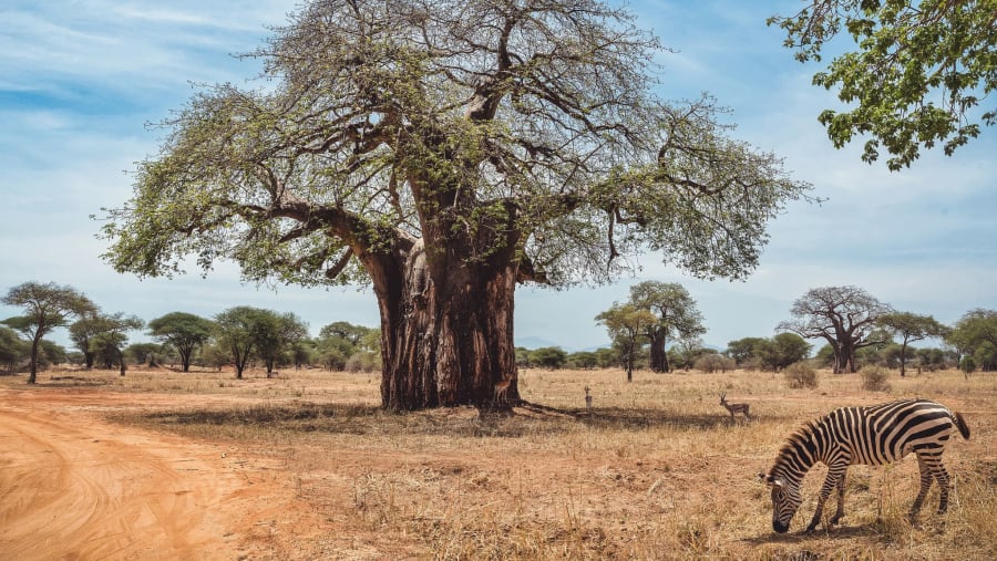 Tarangire National park